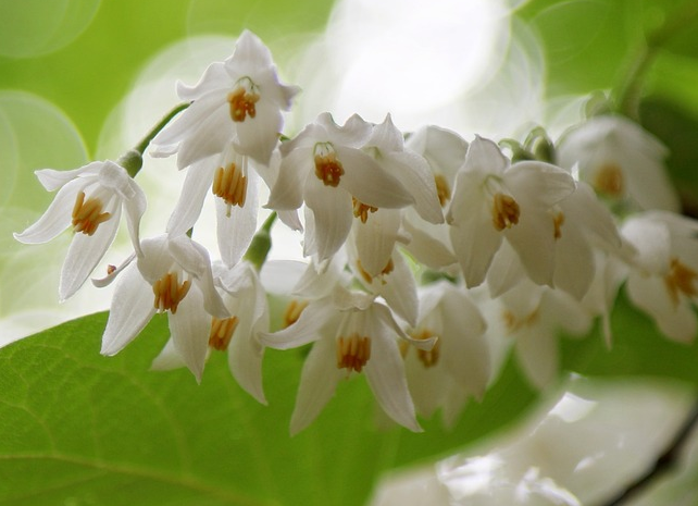 Styrax obassia - storaxboom
