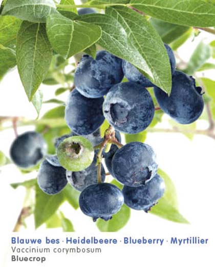 Vaccinium corymbosum ‘Bluecrop’ - Amerikaanse blauwe bes