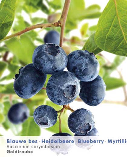 Vaccinium corymbosum ‘Goldtraube’ - Amerikaanse blauwe bes