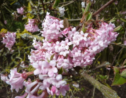Viburnum bodnantense ‘Dawn’ - sneeuwbal