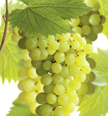 Vitis ‘Bianca’ - witte druif