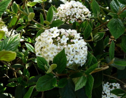 Viburnum burkwoodii - sneeuwbal