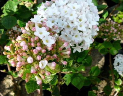 Viburnum burkwoodii ‘Anne Russel’ - sneeuwbal