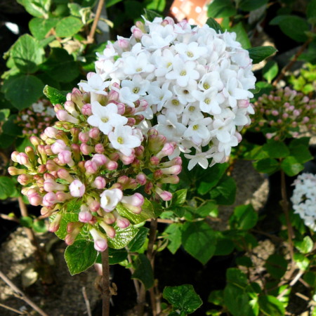 Viburnum burkwoodii ‘Anne Russel’ - sneeuwbal