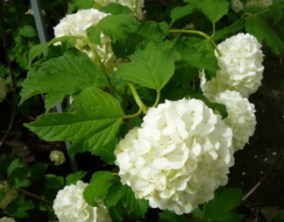 Viburnum opulus ‘Roseum’ - Gelderse roos