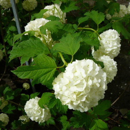 Viburnum opulus ‘Roseum’ - Gelderse roos