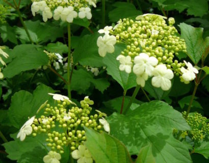 Viburnum opulus ‘Compactum’ - sneeuwbal