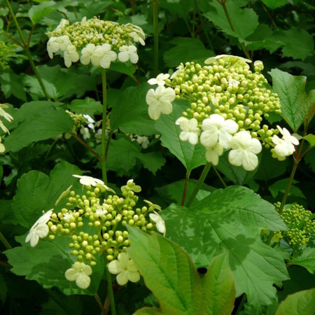 Viburnum opulus ‘Compactum’ - sneeuwbal