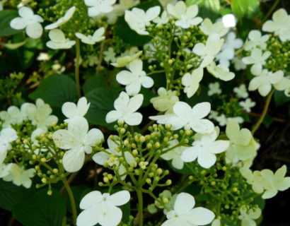 Viburnum plicatum ‘Watanabe’ - Japanse sneeuwbal