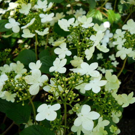 Viburnum plicatum ‘Watanabe’ op stam - Japanse Sneeuwbal