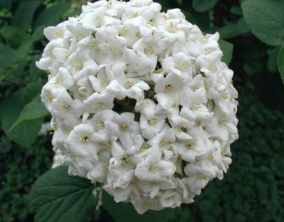 Viburnum carlcephalum - sneeuwbal