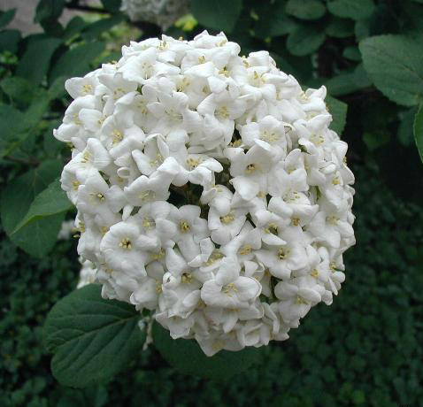 Viburnum carlcephalum - sneeuwbal