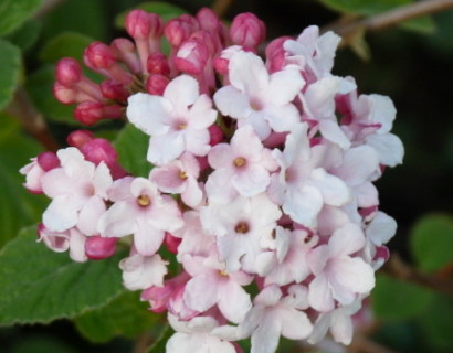 Viburnum carlesii ‘Aurora’ - sneeuwbal