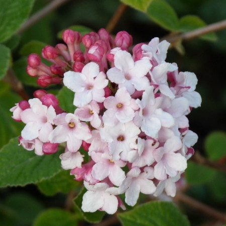 Viburnum carlesii ‘Aurora’ - sneeuwbal