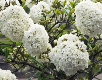 Viburnum 'Eskimo' pot halfstam