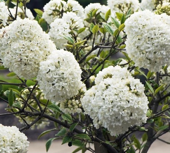 Viburnum ‘Eskimo’ pot halfstam