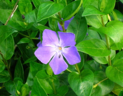 Vinca major - grootbladige maagdenpalm