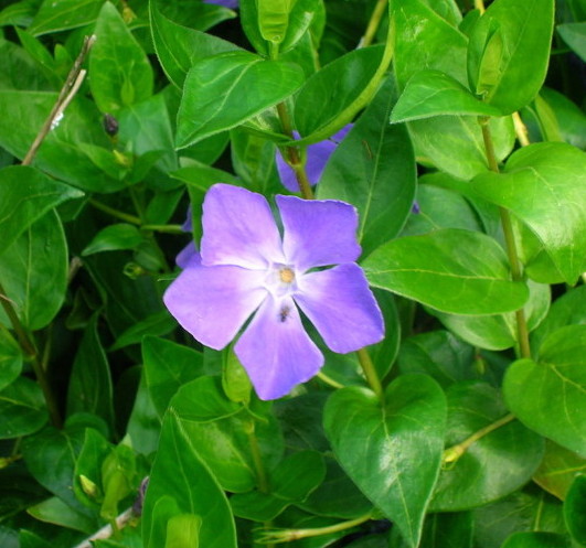 Vinca major - grootbladige maagdenpalm