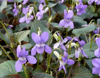 Viola labradorica - viooltje