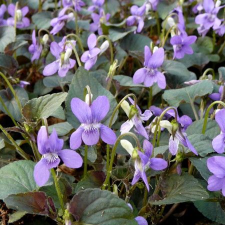 Viola labradorica (grote pot) - viooltje