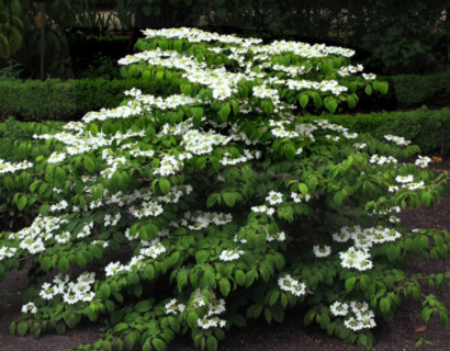 Viburnum plicatum ‘Mariesii’ - Japanse sneeuwbal