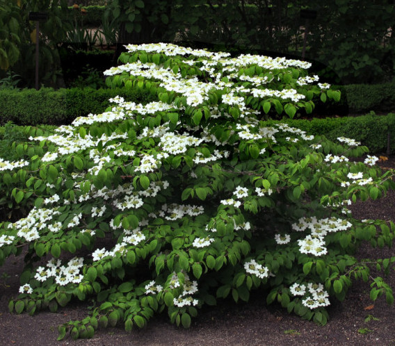 Viburnum plicatum ‘Mariesii’ - Japanse sneeuwbal