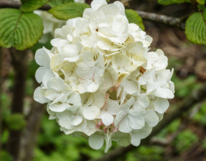 Viburnum plicatum ‘Grandiflorum’ of ‘Rotundifolium’ - Japanse sneeuwbal