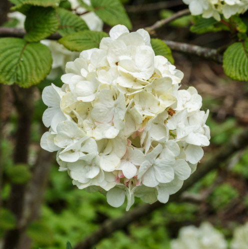 Viburnum plicatum ‘Grandiflorum’ of ‘Rotundifolium’ - Japanse sneeuwbal