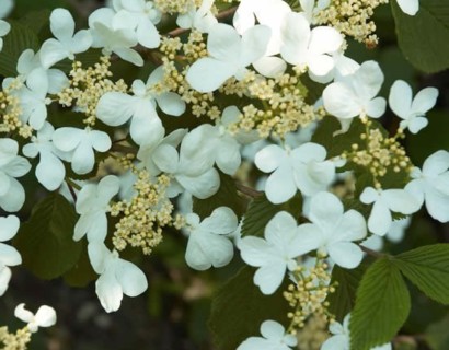 Viburnum plicatum ‘Summer Snowflake’ op stam - sneeuwbal