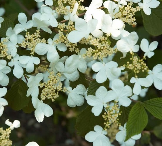 Viburnum plicatum ‘Summer Snowflake’ op stam - sneeuwbal