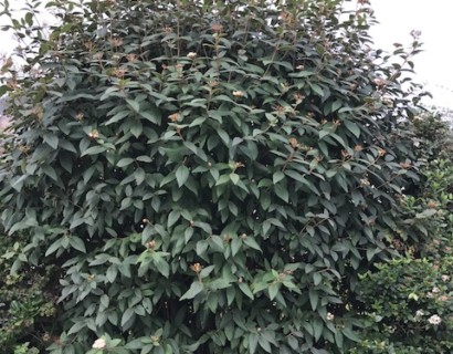 Viburnum rhytidophyllum - Japanse sneeuwbal