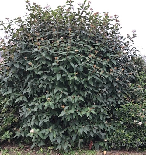 Viburnum rhytidophyllum - Japanse sneeuwbal