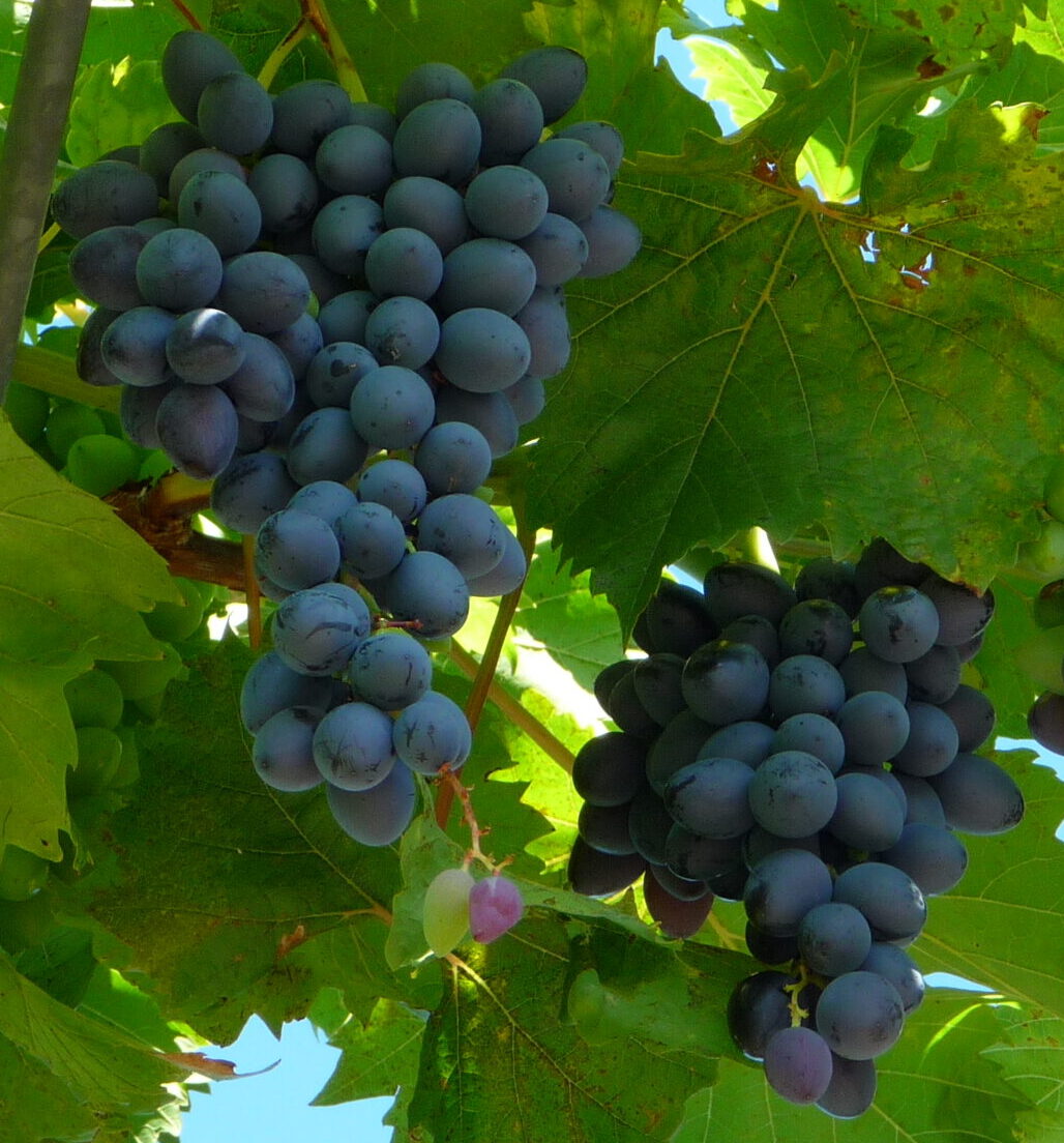 Vitis ‘Muscat Blue’ - blauwe druif