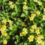 De bodembedekker met de gele bloem: Waldsteinia ternata.