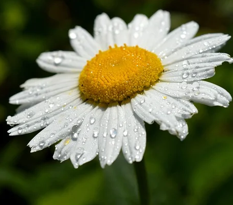 Leucanthemum vulgare ‘Maikönigin’ - margriet