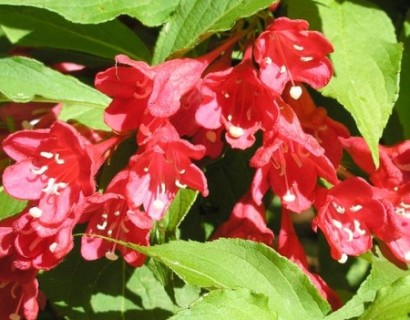 Weigela ‘Bristol Ruby’ - weigela