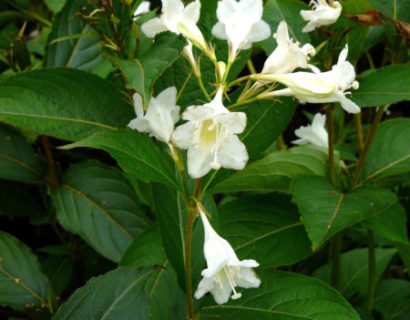 Weigela ‘Candida’ - weigela