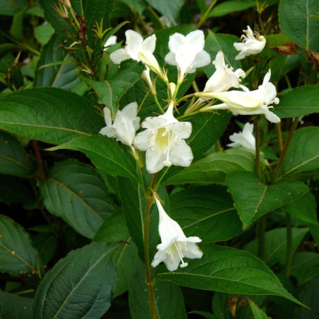 Weigela ‘Candida’ - weigela