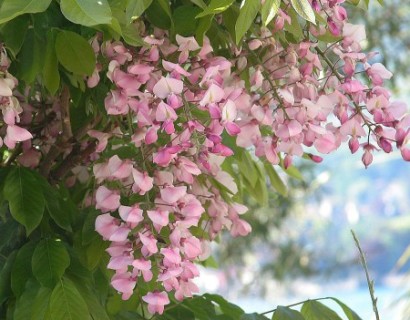 Wisteria brachybotrys ‘Showa Beni’ - Japanse blauwe regen