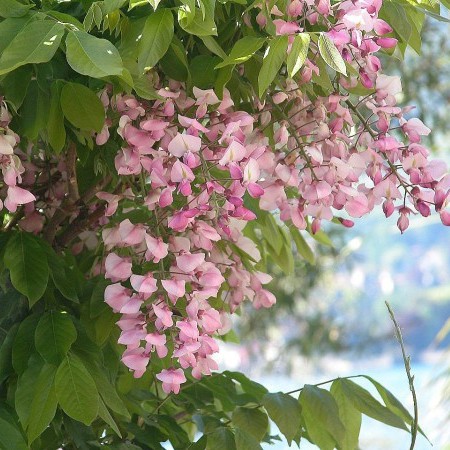 Wisteria brachybotrys ‘Showa Beni’ - Japanse blauwe regen