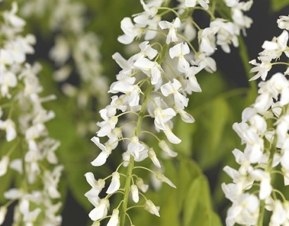 Wisteria floribunda ‘Alba’ - blauwe regen