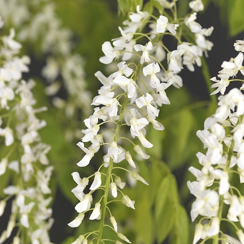 Wisteria floribunda ‘Alba’ - blauwe regen