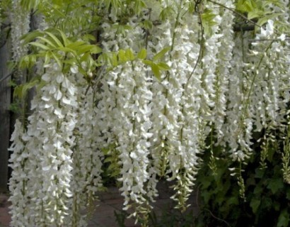 Wisteria sinensis ‘Alba’