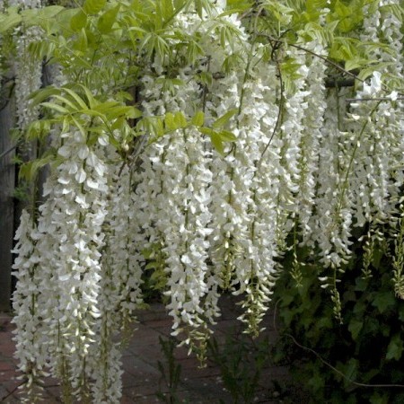 Wisteria sinensis ‘Alba’ - blauwe regen