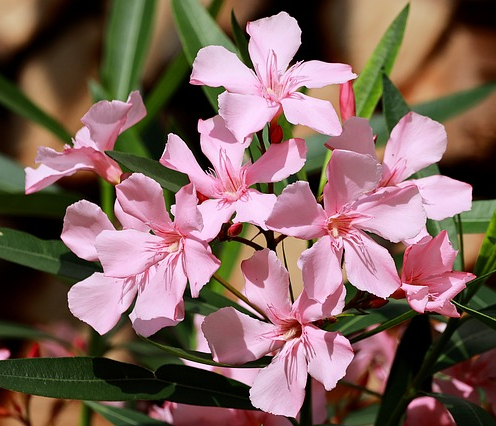 Nerium oleander - oleander