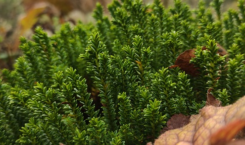 Hebe ‘Emerald Green’ - struikveronica