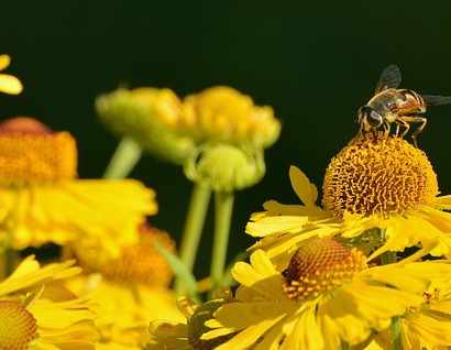 Helenium hoopesii - Zonnekruid