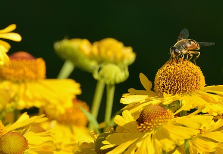 Helenium hoopesii - Zonnekruid