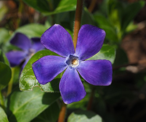 Vinca minor - kleinbladige maagdenpalm