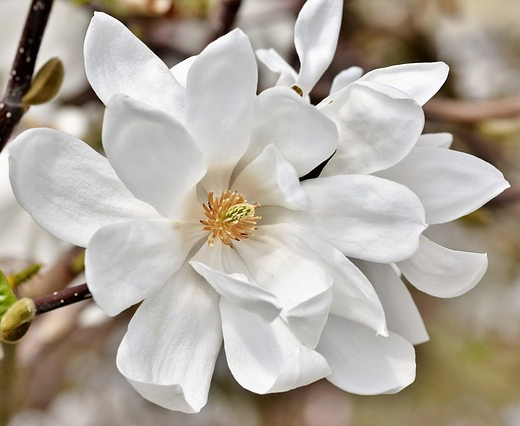 Magnolia kobus - Noordjapanse magnolia